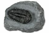 Bug-Eyed Coltraneia Trilobite Fossil - Ofaten, Morocco #352676-3